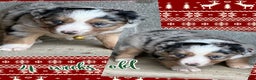 Miniature Australian Shepherd dogs for sale: Tinsel - Ad 3
