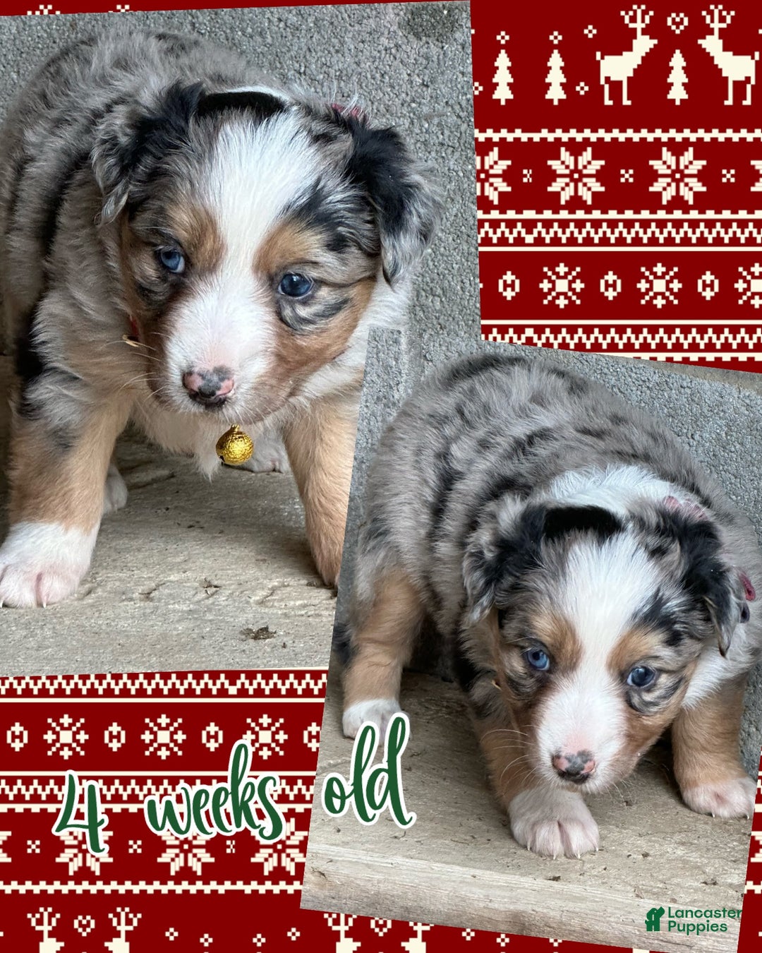 Miniature Australian Shepherd dogs for sale: Tinsel - Ad 3