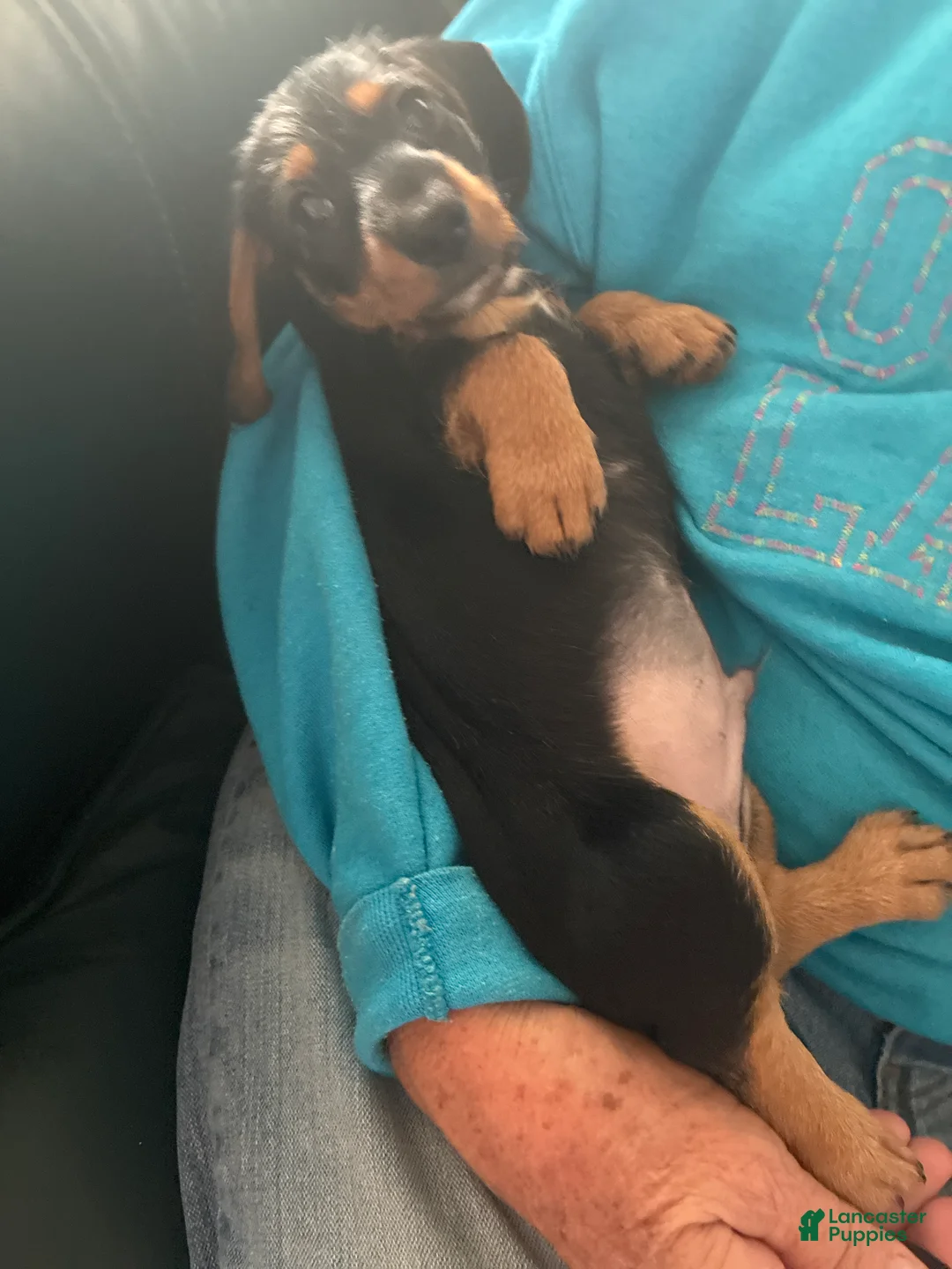 Miniature Dachshund dogs for sale: Guiness - Ad 2