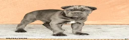 Cane Corso dogs for sale: Rafael - Ad 5