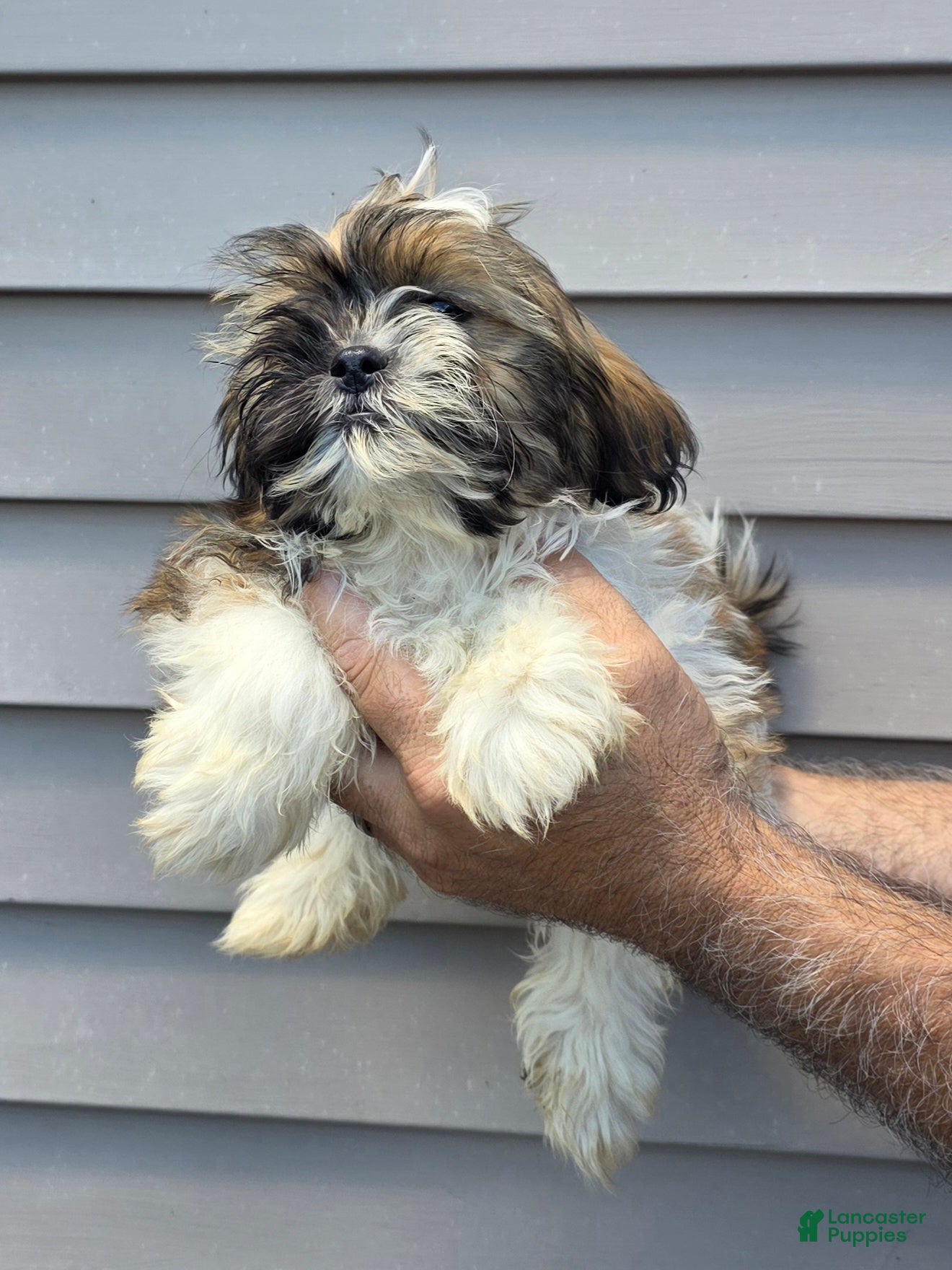 Shih Tzu dogs Jack  - Ad 2