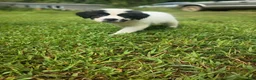 Mixed Breed dogs for sale: Arabella - Ad 2