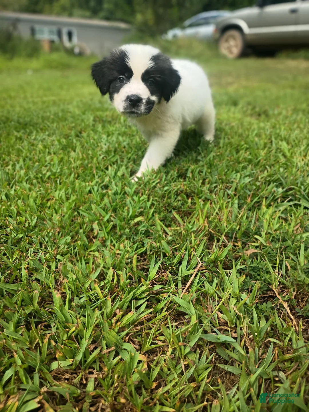 Mixed Breed dogs for sale: Arabella - Ad 2