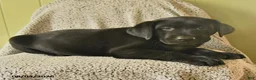 Labrador Retriever dogs for sale: Murry - Ad 2
