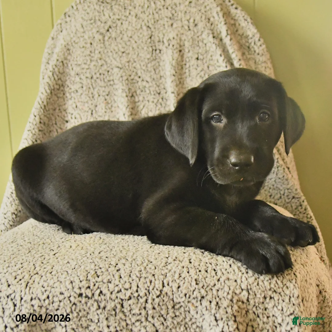 Labrador Retriever dogs for sale: Murry - Ad 2