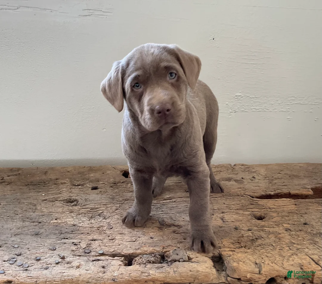 Labrador Retriever dogs for sale: Sadie - Ad 3