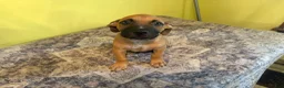 American Pit Bull Terrier dogs for sale: American Pit Bull Terrier 1 - Ad 3