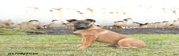 Belgian Malinois dogs for sale: Pablo  - Ad 4
