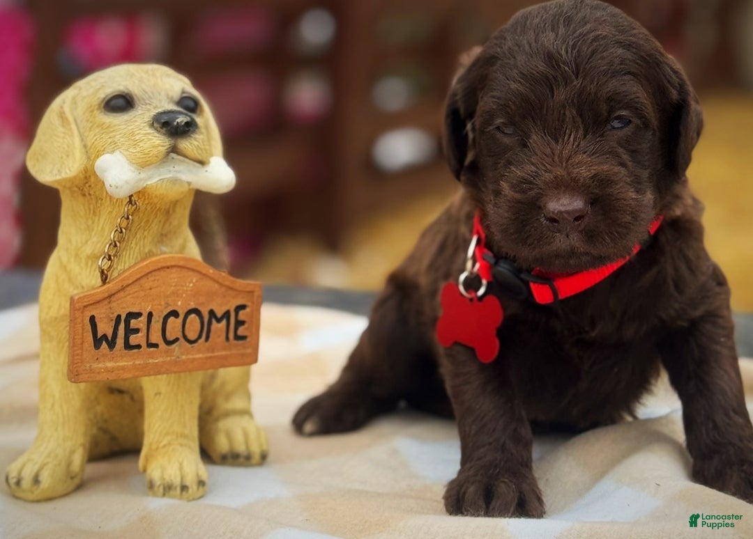 Labradoodle dogs for sale: Labradoodle Puppy 1 - Ad 14