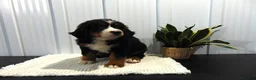 Bernese Mountain Dog dogs for sale: Bella - Ad 11