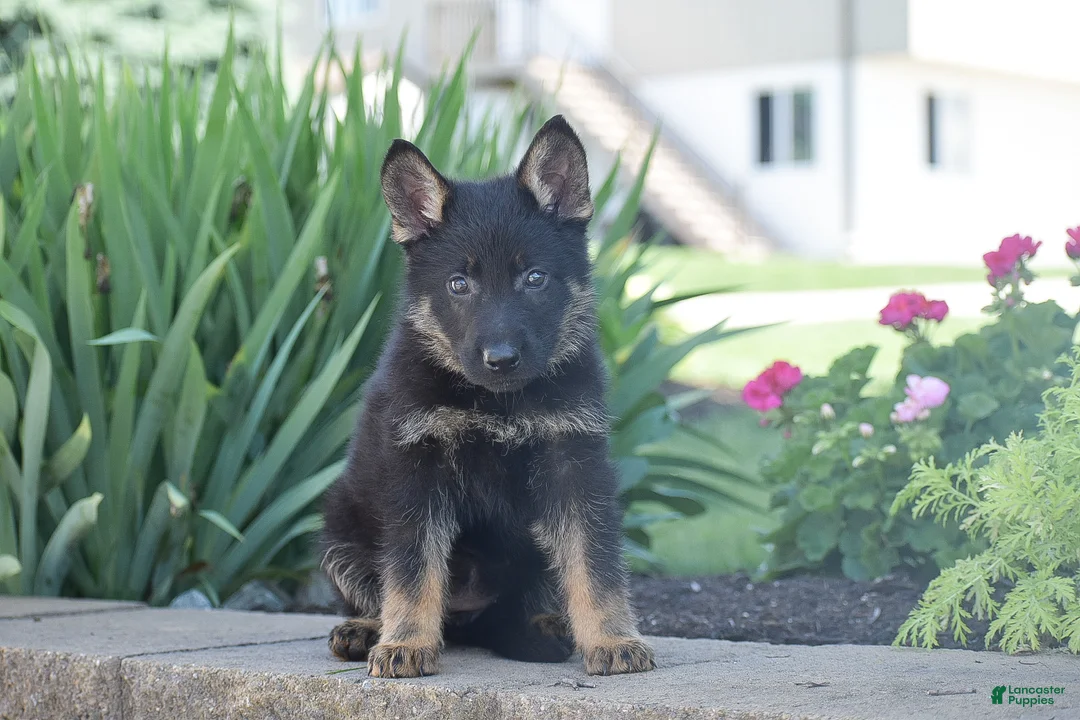 German Shepherd dogs for sale: Claire - Ad 2