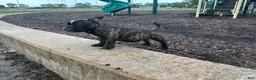 American Bully dogs for sale: Koda - Ad 5