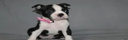 Boston Terrier dogs for sale: Chloe - Ad 5