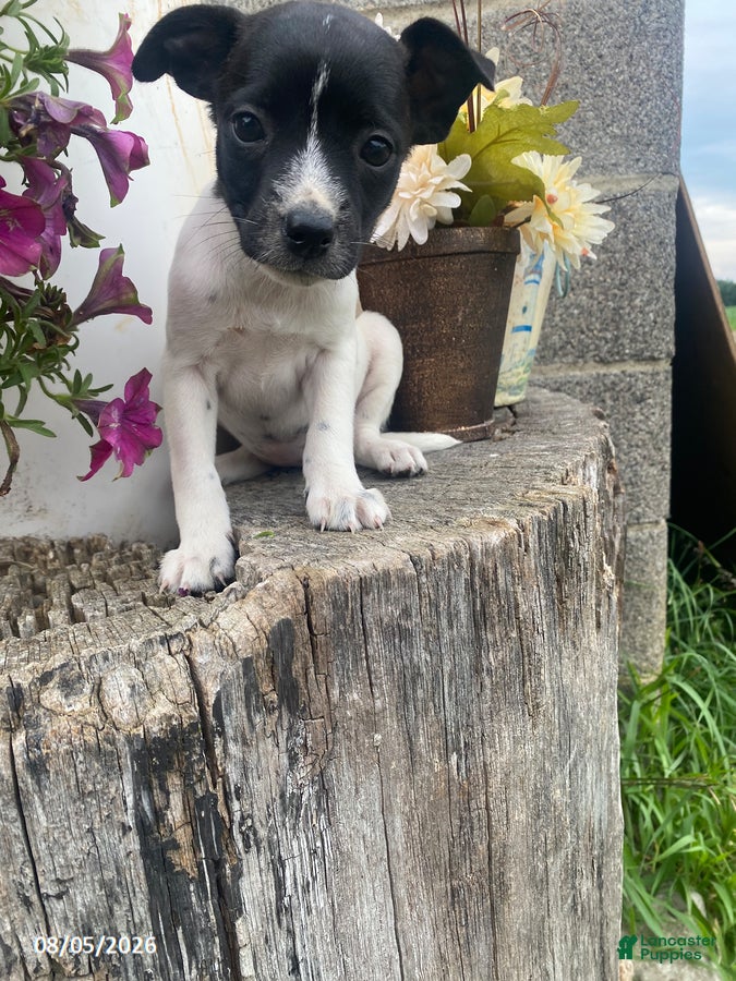 Mixed Breed dogs Smarty - Ad 1