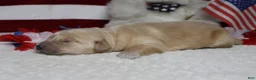 Golden Retriever dogs for sale: Pumpernickel  - Ad 7