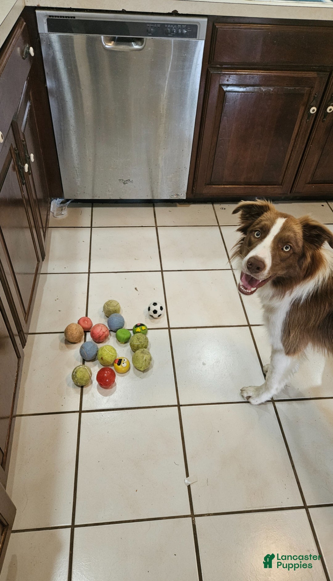 Border Collie dogs for sale: Border Collie Puppy 1 - Red - Ad 35