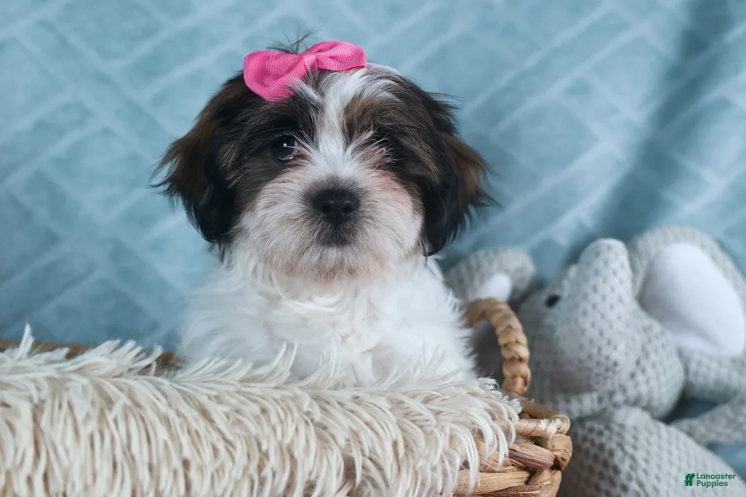 Teddy Bear dogs for sale: GABBY - Ad 11