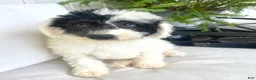 Mixed Breed dogs for sale: Vega - Ad 8
