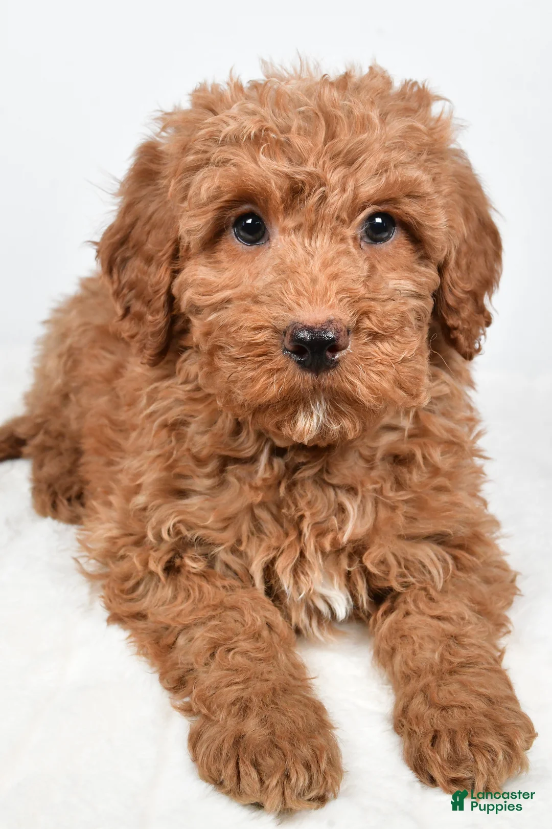 Mini Goldendoodle dogs for sale: Nicky - Ad 4