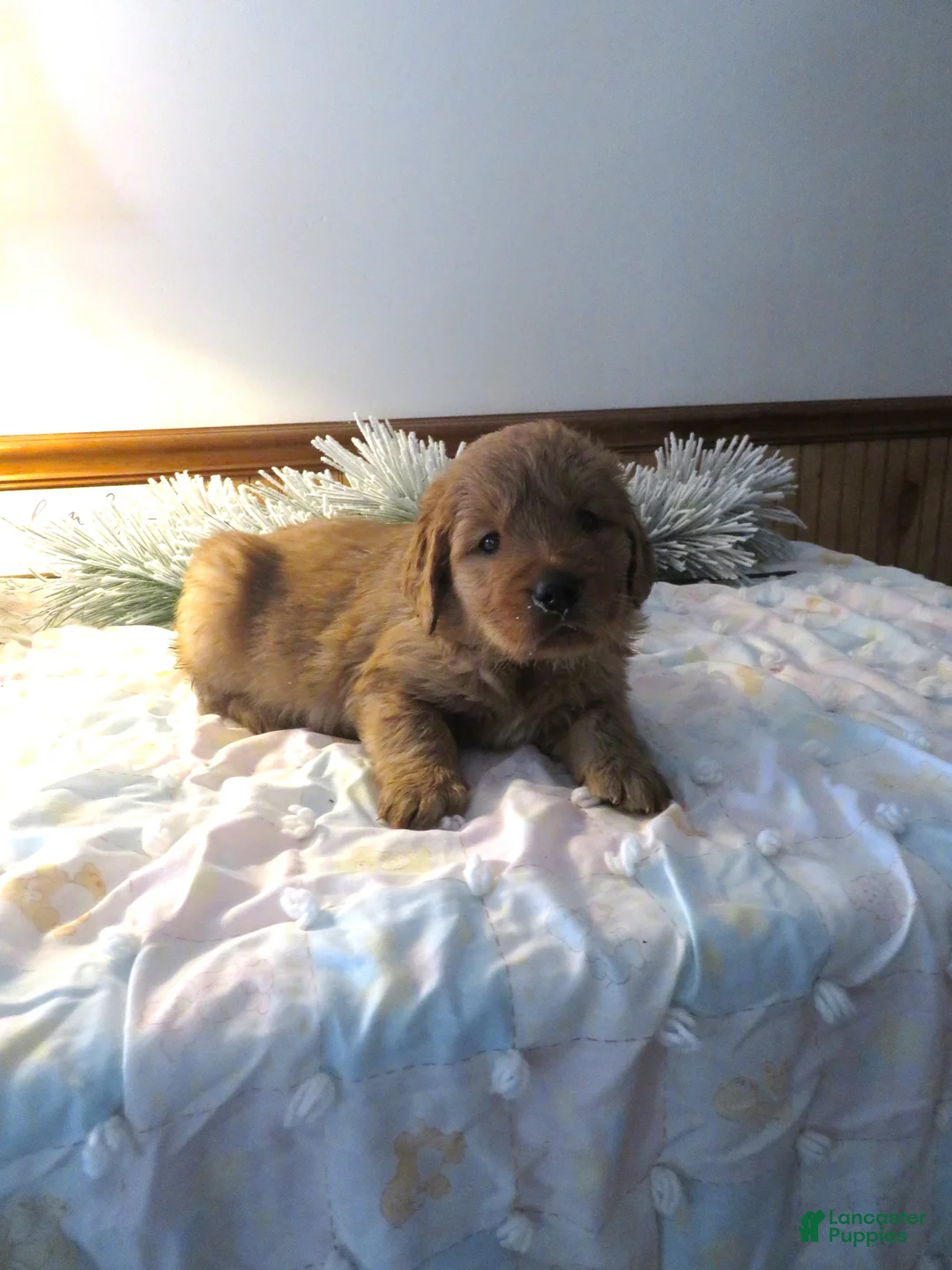 Golden Retriever dogs for sale: THEO - CHAMPION LINE - Ad 6