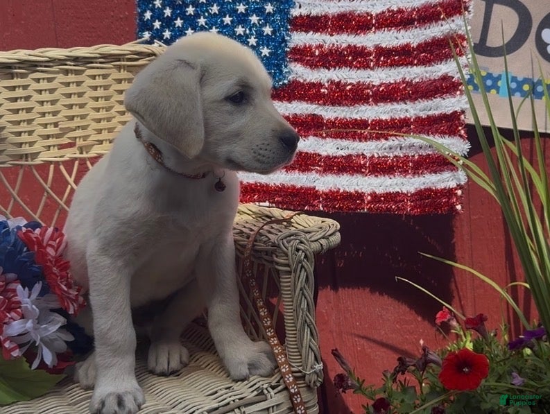 Labrador Retriever dogs for sale: Benny_Male - Ad 4