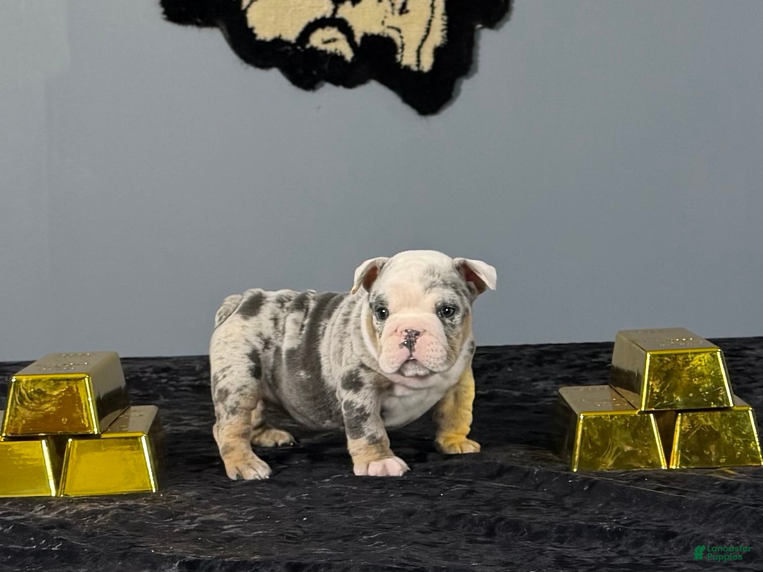 English Bulldog dogs English Bulldog 2 - Ad 1