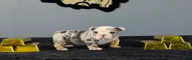 English Bulldog 2