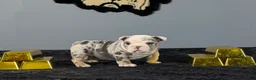 English Bulldog dogs for sale: English Bulldog 2 - Ad 1
