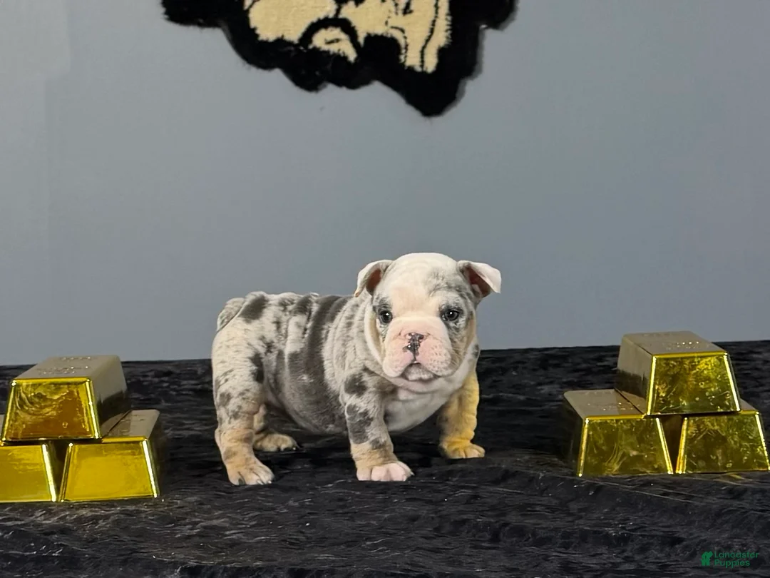 English Bulldog dogs for sale: English Bulldog 2 - Ad 1