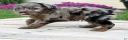 Yorkiepoo dogs for sale: Asher - Ad 8