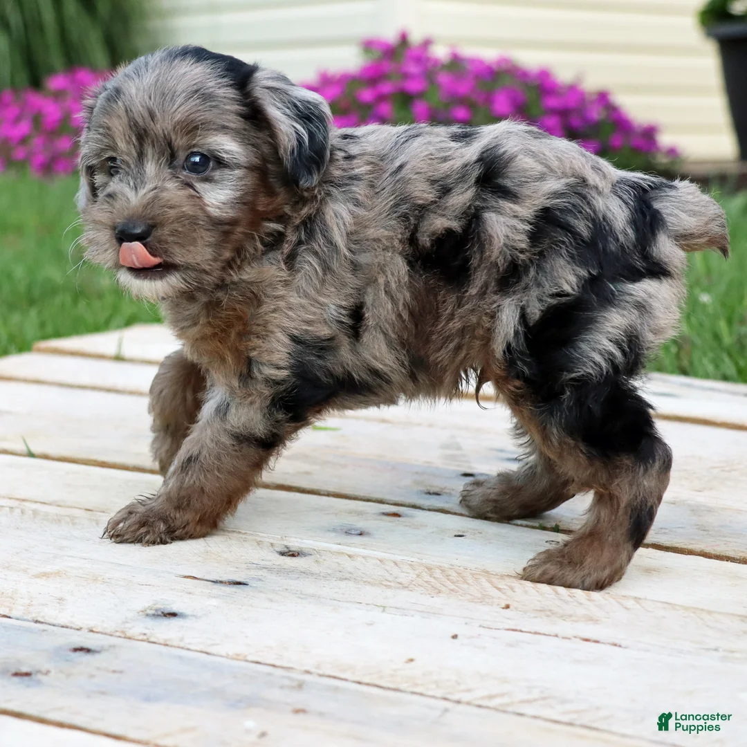 Yorkiepoo dogs for sale: Asher - Ad 8