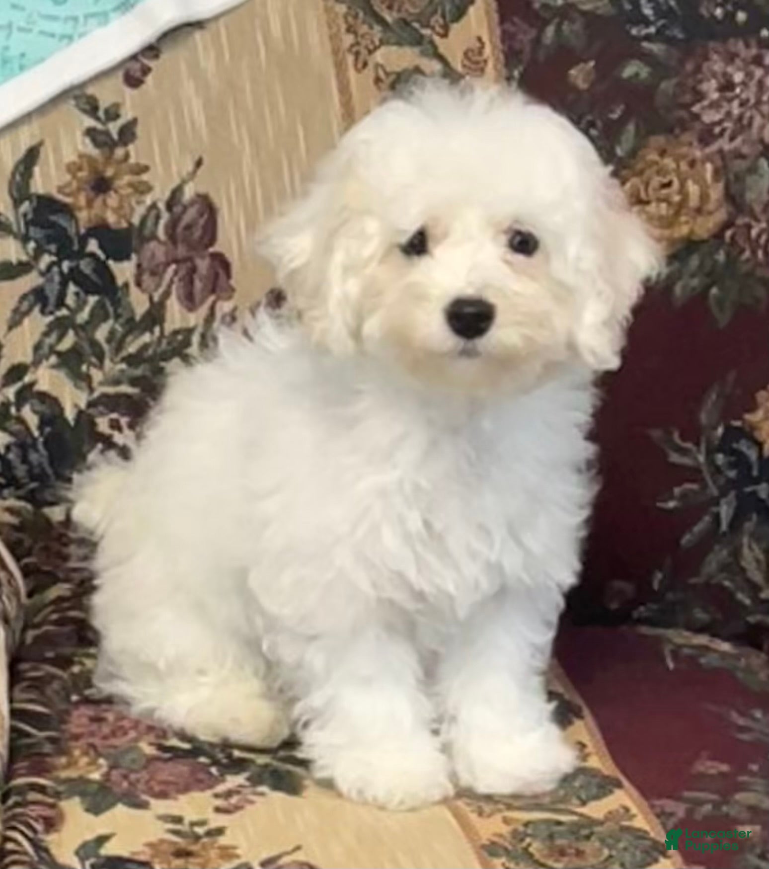 Bichon Frise dogs Latosha - Ad 1