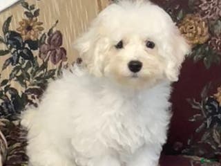 Bichon Frise dogs Latosha - Ad 1
