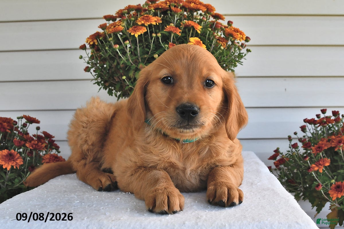 Golden Retriever dogs for sale: Zippy  - Ad 1