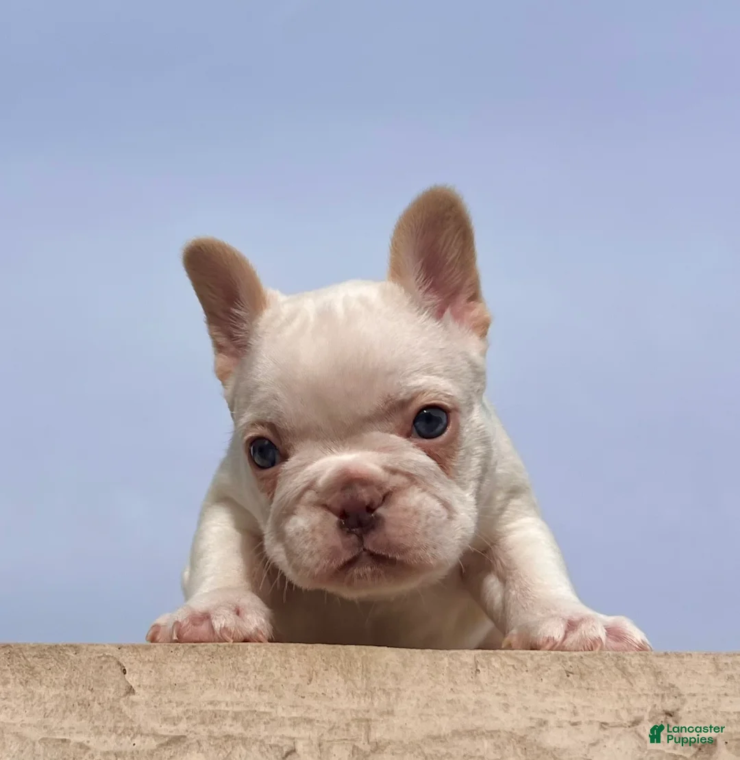 French Bulldog dogs for sale: Crystal - Ad 6