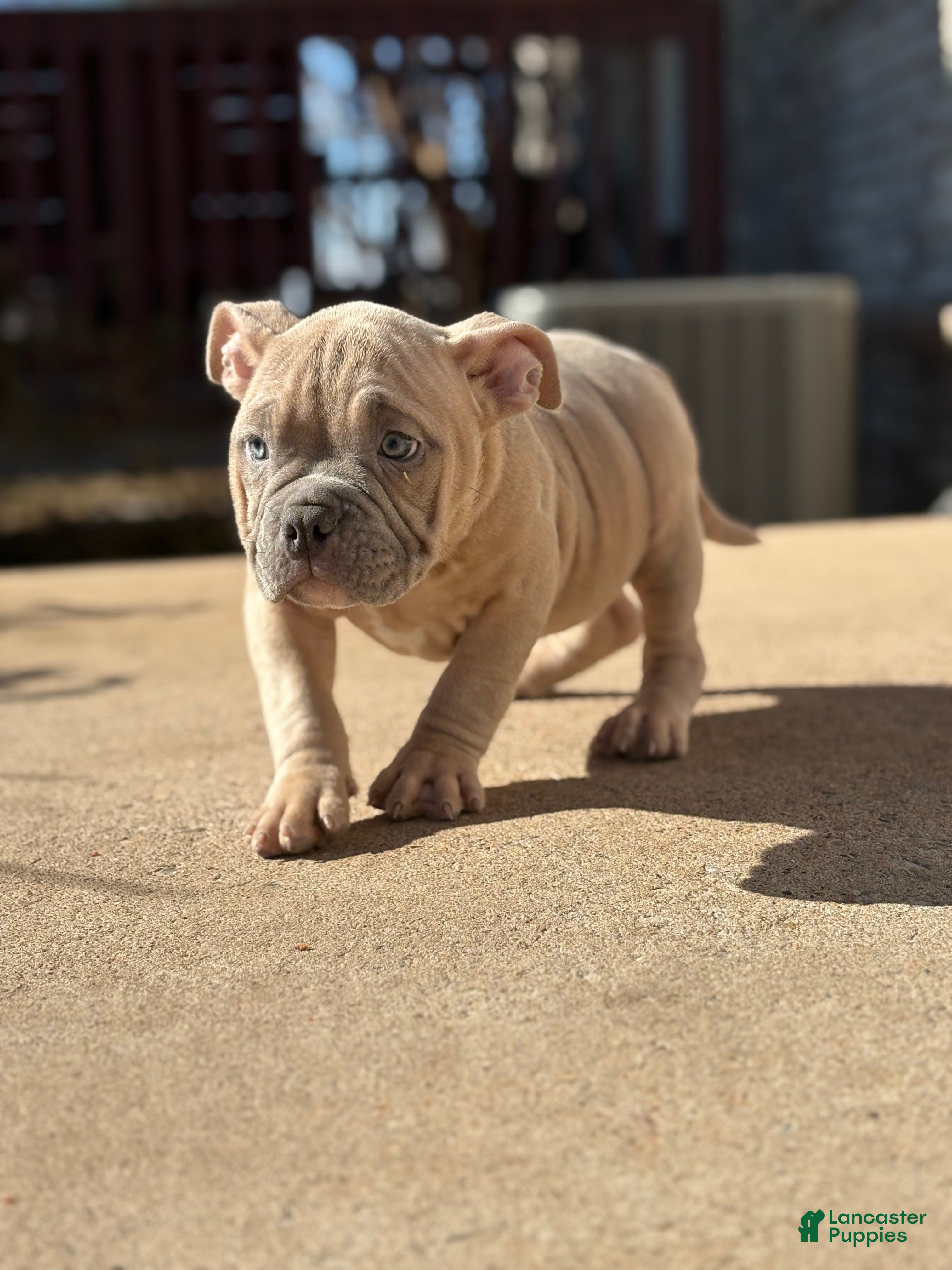 American Bully dogs American Bully Puppy 4 - Ad 6
