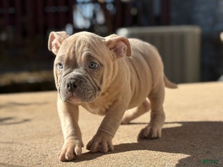American Bully dogs American Bully Puppy 4 - Ad 6