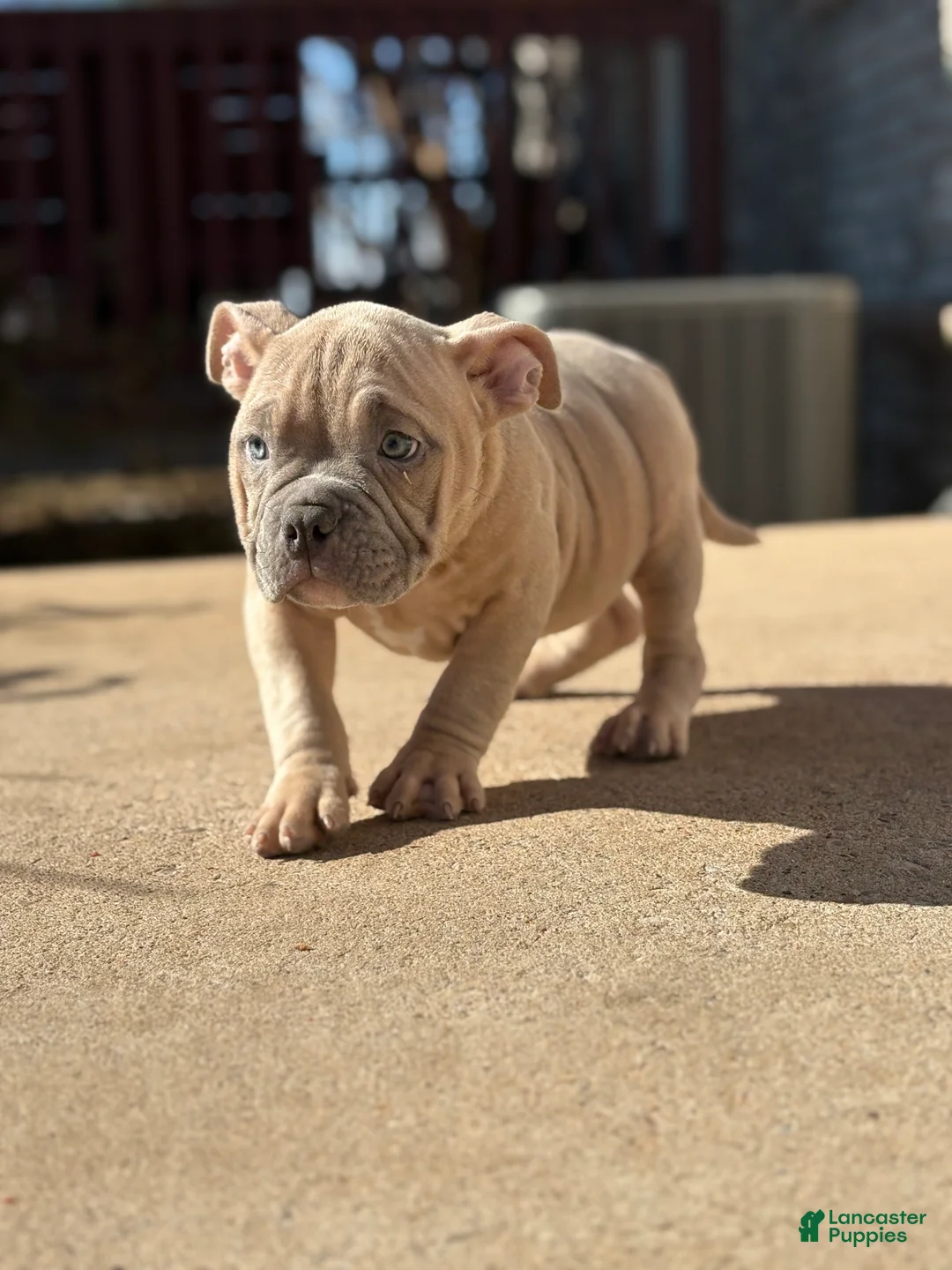 American Bully dogs for sale: American Bully Puppy 4 - Ad 1