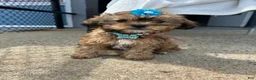 Shorkie dogs for sale: Shorkie Puppy 5 - Ad 1