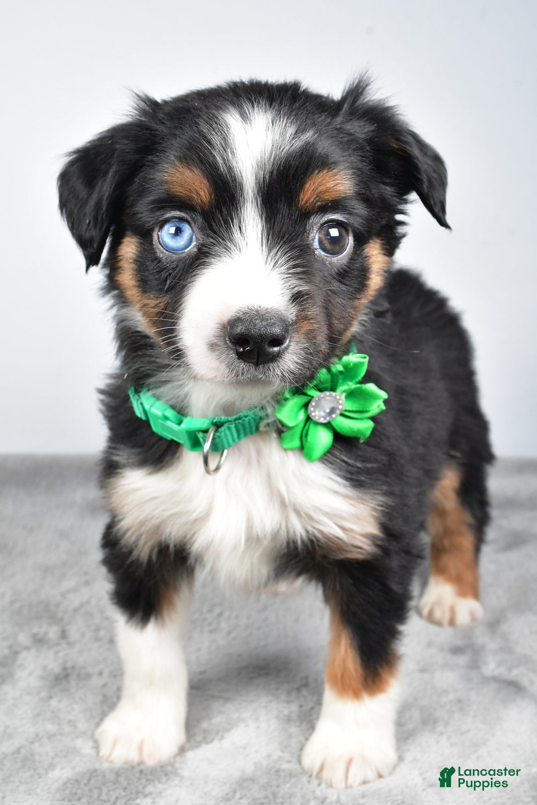 Miniature Australian Shepherd dogs for sale: Olive - Ad 3