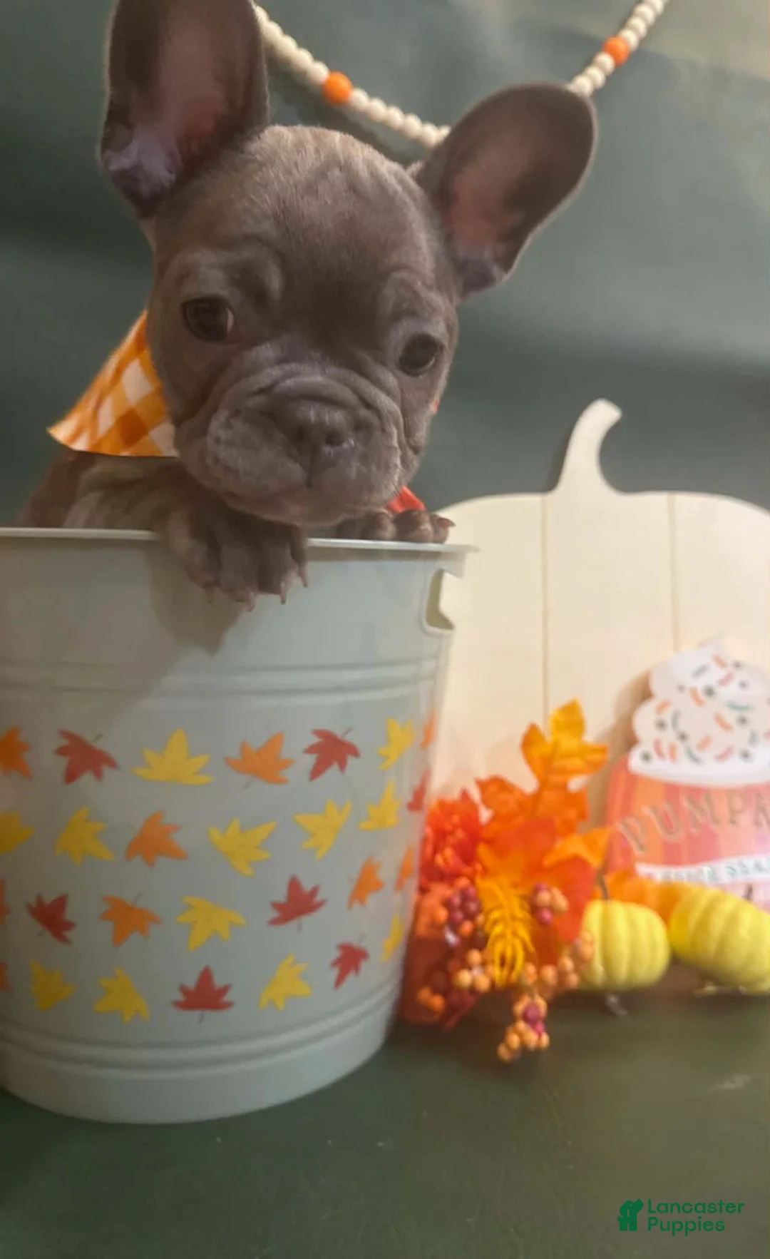 French Bulldog dogs for sale: French Bulldog Male - Rusty - Ad 1