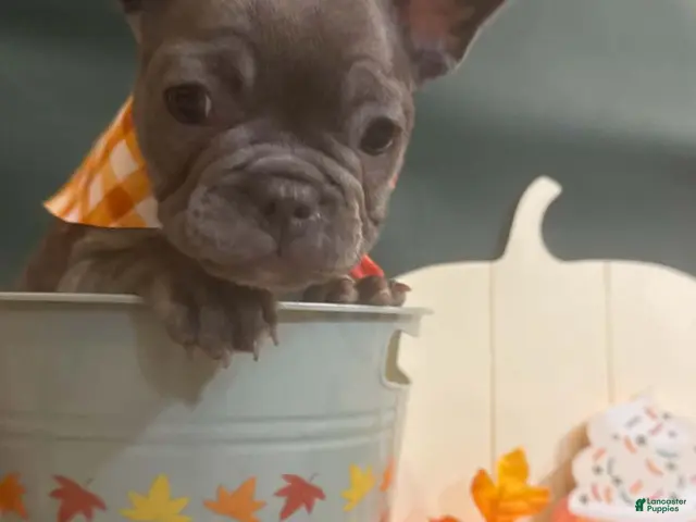 French Bulldog dogs French Bulldog Male - Rusty - Ad 1
