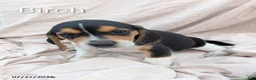 Beagle dogs for sale: Birch - Ad 1