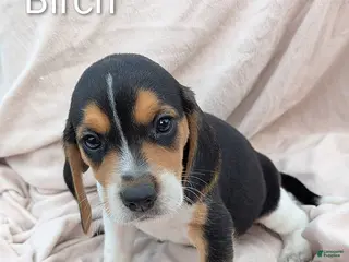 Beagle dogs Birch - Ad 6