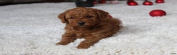 Cavapoochon dogs for sale: Millie - Ad 11
