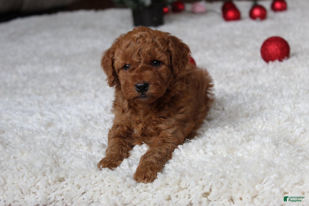 Cavapoochon dogs for sale: Millie - Ad 11