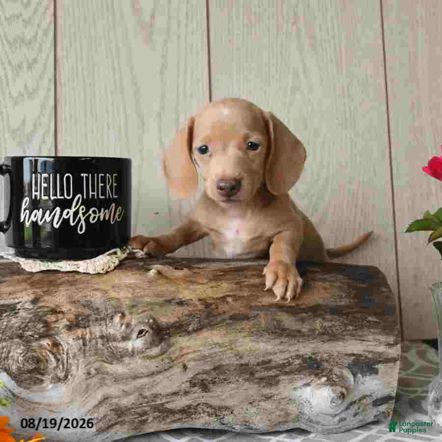 Miniature Dachshund dogs Randy - Ad 2