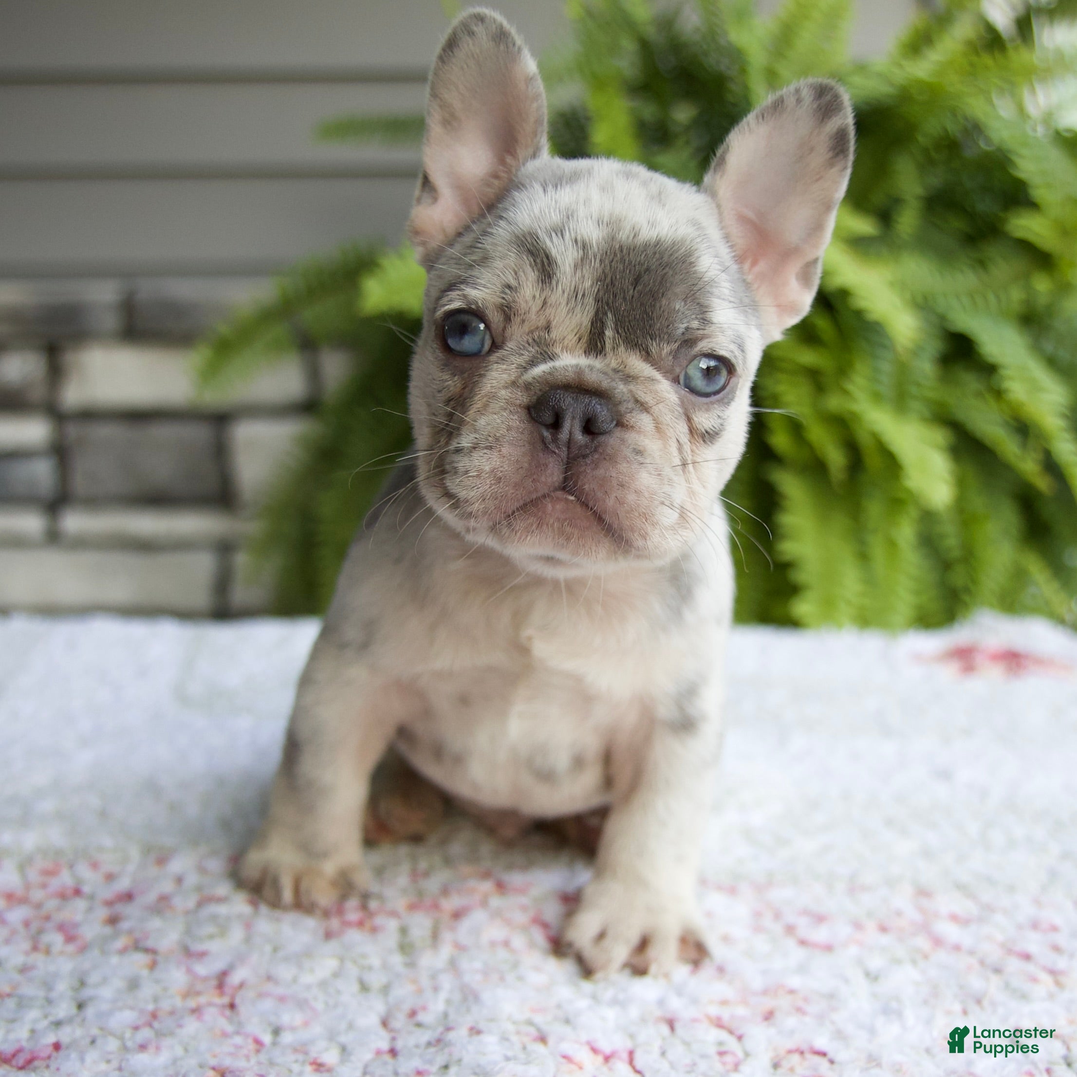 French Bulldog dogs Rubble - Ad 2