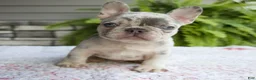 French Bulldog dogs for sale: Rubble - Ad 2