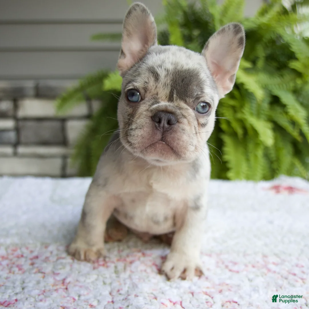 French Bulldog dogs for sale: Rubble - Ad 2